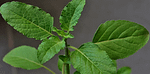 Tulsi के पत्ते और इसके health Benefits: How to cultivate?